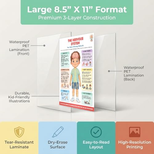 JELLY BEAN GENIUS Nervous System Poster – Laminated Dry-Erase Human Anatomy Chart for Classroom & Homeschool | Brain Science Wall Poster 8.5x11 - color: Nervous System