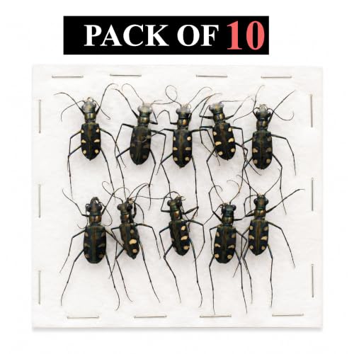 10 Real Tiger Beetle Specimens Carabidae Unmounted Taxidermy BO103X10 - color: 10 Beetle #103