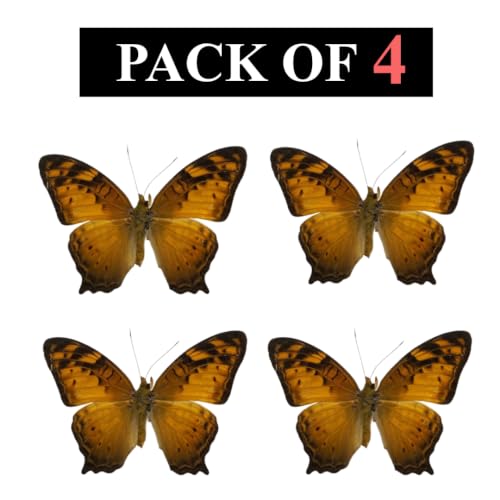 4 Real Vagrant Butterfly Specimens Unmounted Open Wings BUOM128X4 - color: 4 Butterfly #128