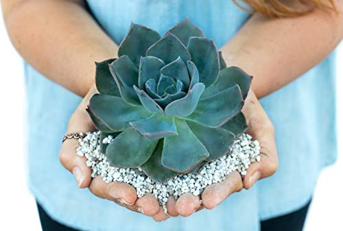 2 Gallon Bag Garden Pumice - Size 1/8" Blend - 12lbs