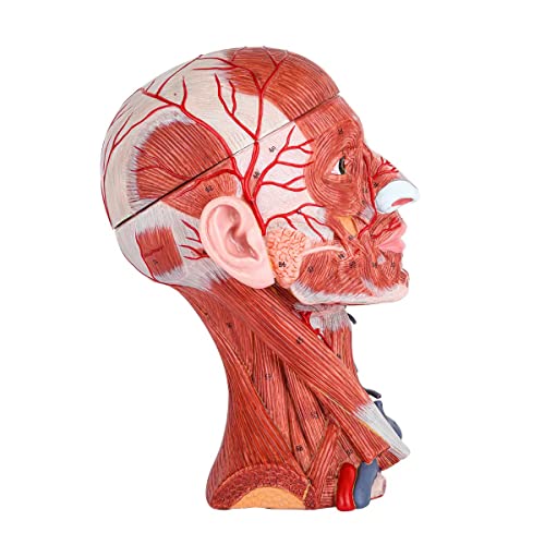 Human Anatomy Muscle Head and Neck Model, 10 Parts, 1:1 Life Size