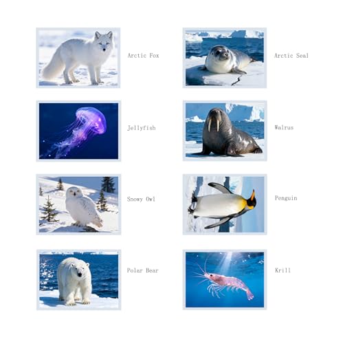 Thematic Animal X-Rays, Set of 16, Simulation Specimen, Science Education Materials for Kindergarten & Preschool, Light Table Accessories, Montessori & Reggio-Inspired (Arctic Animals) - color: Arctic Animals