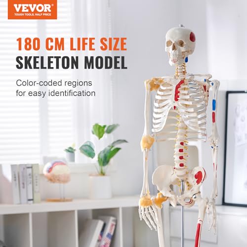 VEVOR Human Skeleton Model for Anatomy, 71.65" Life Size, Accurate PVC Anatomy Skeleton Model with Ligaments, Movable Arms, Legs & Jaw, with Muscle Origin & Insertion Points, for Professional Teaching - size: Life Size