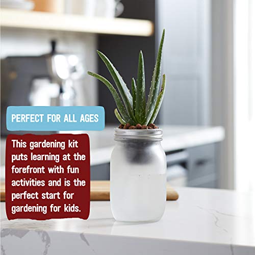 Back to the Roots Self Watering Grow Kit - Glass Hydroponic Planters for Succulents and Cacti Self-Watering System - size: 1 Count (Pack of 1), style: Self-Watering Succulent Kit