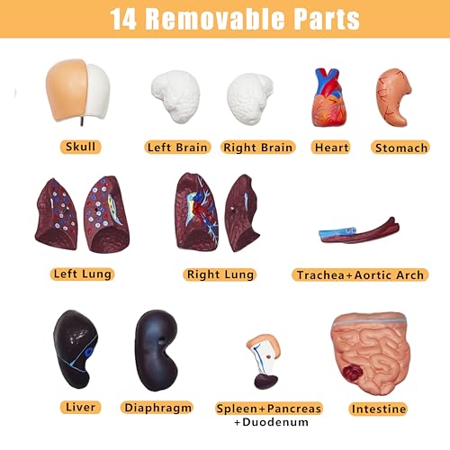 2026 New 11 inch Human Body Model for Anatomy, 15 Pcs Removable Human Torso Anatomy Model for Teaching, Medical Education Display, with Product Manual