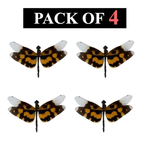 4 Real Dragonfly Taxidermy Specimens Mounted Picture Wing Insects BO92X4 - color: 4 Beetles #92