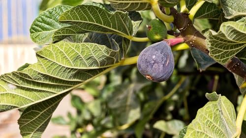 Brown Turkey Fig Plant (4 Pack) | Live Fruit Plant for Planting | Sweet & Juicy Figs for Fresh Eating & Drying | Cold-Hardy & High-Yielding Tree | Perfect for Organic Gardens & Sustainable Living - style: Brown Turkey
