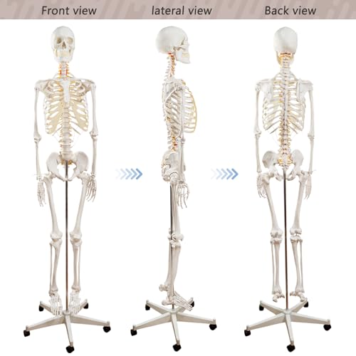 Life Size Human Skeleton Model with Removable Arms Legs and Stand