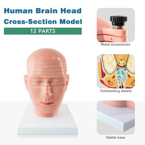 Human Brain and Head Cross-Section Model, with Numbered Labels