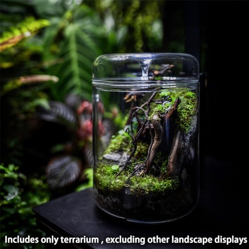 SARUFO Small Glass Plant Terrarium 4.7"X7" Inches Succulent Air Planter Fern Moss Micro-Landscape Vase for Home Garden Office Tabletop Decoration Container with Lid Indoor Wardian Copyright Patent - color: Without Light