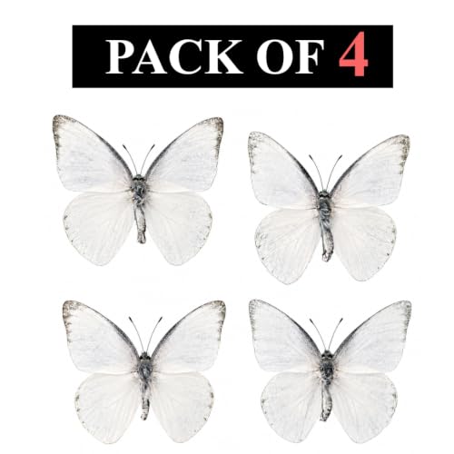 4 Real White Butterfly Specimens Mounted Insect Taxidermy BUOM130X4 - color: 4 Butterfly #130