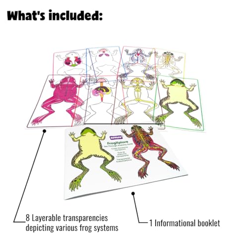 Roylco FrogXplore See-Through Frog Anatomy Kit, Ages 5+