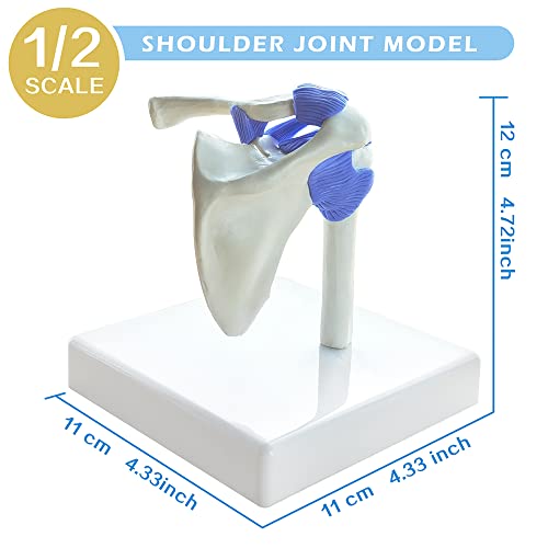 EVOTECH SCIENTIFIC Mini Shoulder Knee Hip Elbow Joint Model Set, 1/2 Scale