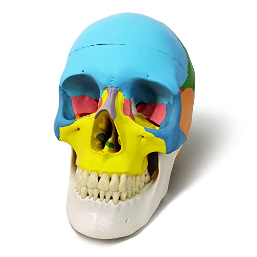 NEW HORIZON Anatomy Skull Model,Human Medical Skull Model Dental ClinicTeaching Equipment,Medical Teaching Learning