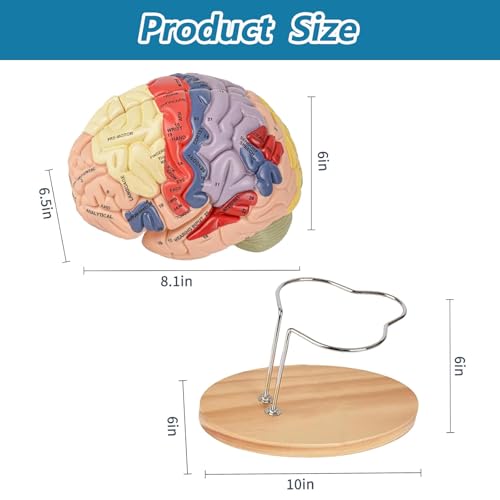 Human Brain Model Anatomy, 2X Life Size Human Brain Anatomical Model for Neuroscience with 4 Color-Coded Detachable Brain Model for Neuroscience Psychology Science Research Medical Learning