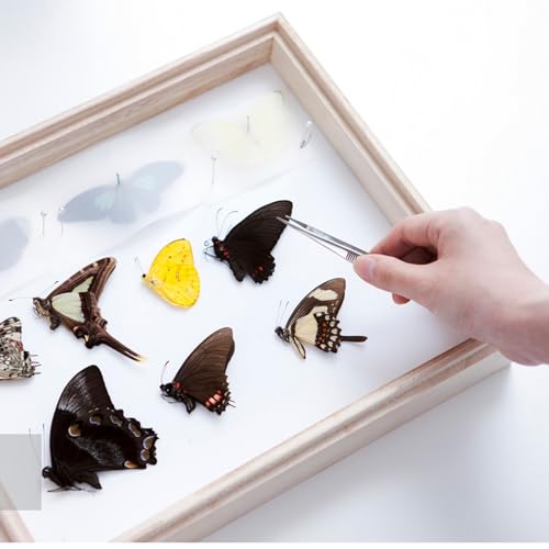 6 PCS Insect Pinning Board, 9.8 x 6.3 x 0.39 Inch EVA Foam Mat