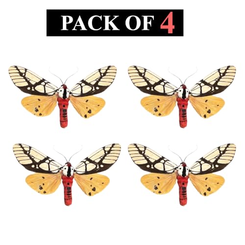 4 Real Milky Tiger Moth Specimens Unmounted Open Wings BU14X4 - color: 4 Butterfly #14