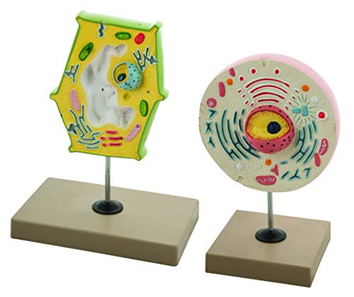 EISCO Plant vs. Animal Cell Model Set, 6" Display w/Detailed Callouts, Ideal for Biology Study & Comparison, Durable Build