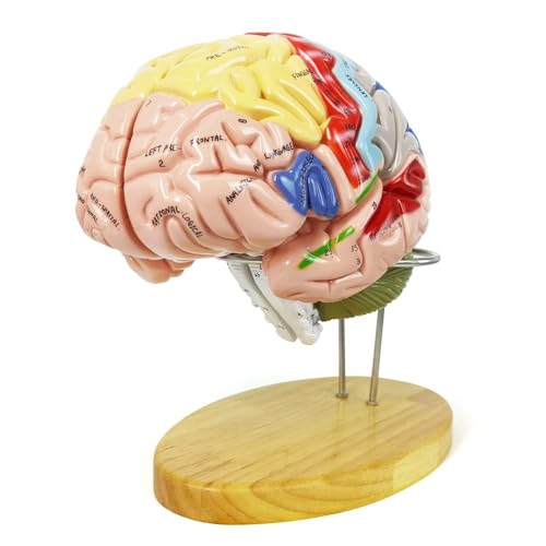 Human Brain Model for Neuroscience, 4 Parts 1.5X Color-Coded w/Base Manual