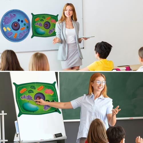 4 Set Magnetic Animal and Plant Cell Anatomy Biology Model Set
