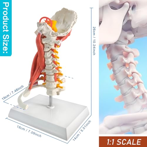 EVOTECH SCIENTIFIC Life-Size Human Neck Vertebrae Model