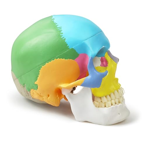 2026 New Anatomy Skull Model Human Medical Skull Model