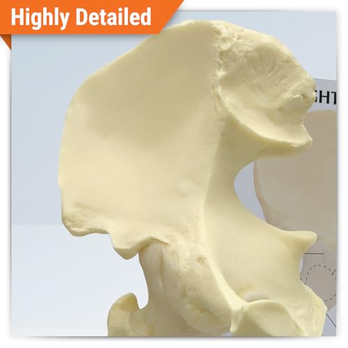 GPI Anatomicals Basic Hip Model, Right Hip Joint Replica - style: Right Hip Joint