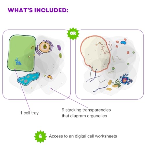 Roylco Animal Cell Model – Back to School Biology STEM Kit for Kids, Transparent Cell Building Set for Classroom Science Lessons & Hands-On Learning