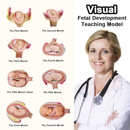 INTBUYING Education Model 8PCS Removable Human Anatomical Embryonic Development Nurse Study Human Pregnancy Development Process Model