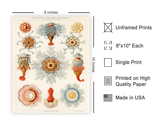 Poster Master Vintage Ernst Haeckel Poster - Retro Jellyfish Print - Sea Creatures Art - Gift for Marine Biologist, Men & Women - Decor for Aquarium, Living Room or Office - 8x10 UNFRAMED Wall Art - color: Style-20, size: 8"L x 10"W
