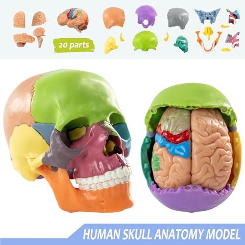 2026 New 15+5 Parts Human Anatomy Exploded Skull Model, Palm-Sized Mini