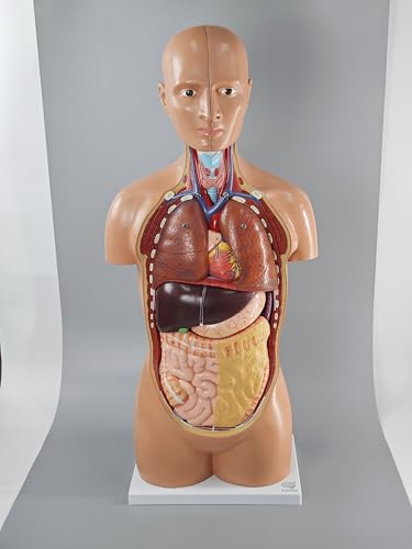 Deluxe Human Body Anatomical Model, 34.5 inch 12 Pcs Removable Human Torso