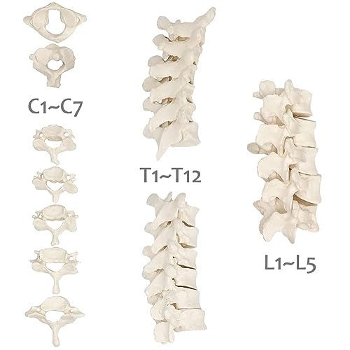 Disarticulated Human Spine Model, Life Size 1-24 Spine Model