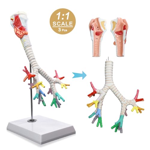 HADWYN Life Size Human Larynx Trachea and Bronchi Model, 3 Parts