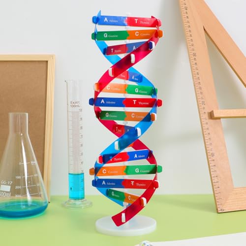 SEWACC DNA Model Kit for Students Double Helix Biology Model Self-Assembling Structure Learning Toy Science Kit for Classroom Use Interactive Educational Display Stand 14.56 X 4.56 X 4.56 in