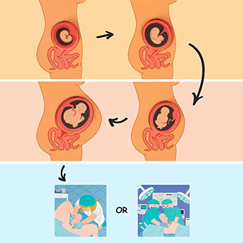 Freebear Montessori Busy Book for Kids, Human Body Anatomy Book for Toddlers, Preshool Kindergarten Learning Activities, Autism Sensory Toys, Gifts for Girls and Boys 4-7 Years- Human Body Procreation - style: Human Body Procreation