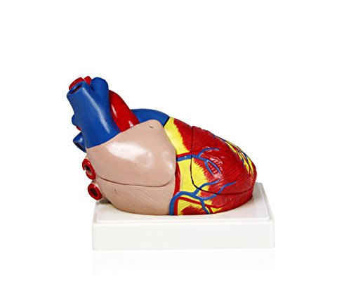 Parco Scientific PB00070 Human Heart Model | 3 Parts, 3X Life Size | Shows External and Internal Anatomy Detail with Ventricles, Atria, Valves, Veins and Aorta | Labelled Diagram Included