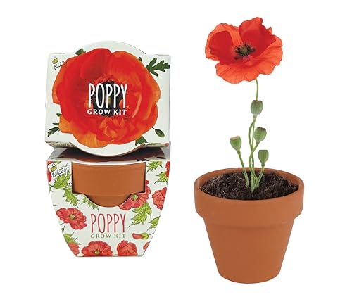 BUZZY Seeds Poppy Grow Kit 12-Pack, Mini Terracotta Pots, Indoor/Outdoor - color: 12pk Poppy