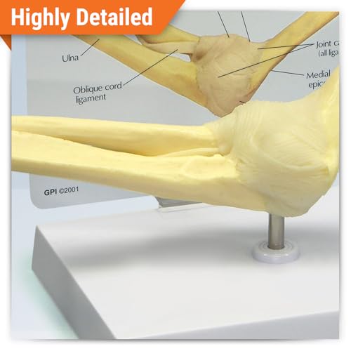 GPI Anatomicals Basic Elbow Model, Replica of Right Elbow Joint - style: Right Elbow Joint
