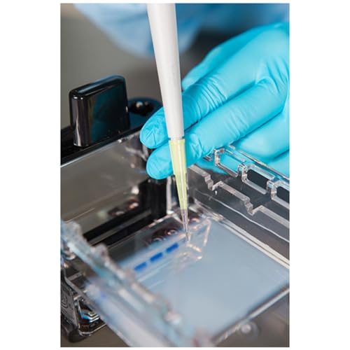 DNA Fingerprinting by Restriction Enzyme Patterns,Group Size for 8 Gels