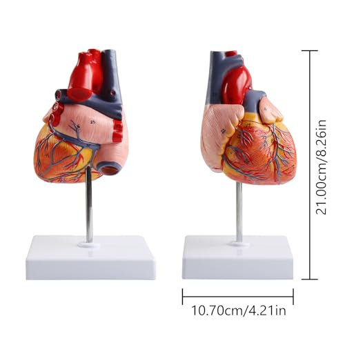 Life Size Anatomical Heart Model 34 Anatomically Structures PVC Material - color: Heart Model