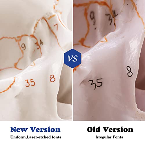 Upgraded Life Size Human Head Skull Anatomical Model with Laser-Etched Fonts Not Hand Write Number, Not Smudged for Medical Student Human Anatomy Study Course