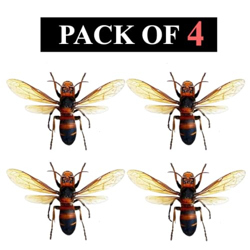 4 Real Hornet Bee Specimens Mounted Insect Taxidermy Collection Set BO54X4 - color: 4 Real Beetle #54