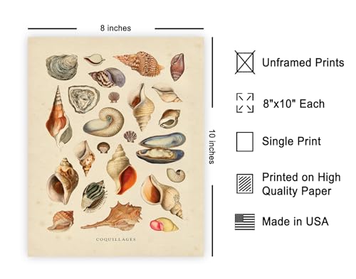Poster Master Vintage Sea Shells Print - Aquatic Poster - Marine Life Art - Housewarming Gift for Men & Women - Minimal Decor for Office, Living Room or Bedroom - 8x10 UNFRAMED Wall Art - color: Style-19, size: 8"L x 10"W