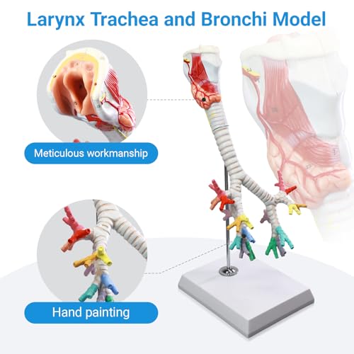 HADWYN Life Size Human Larynx Trachea and Bronchi Model, 3 Parts