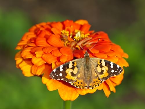 Insect Lore Cup of Caterpillars Basic – 5 Live Painted Lady Caterpillars with Food – Refill Kit for Butterfly Garden Habitat – STEM Science Activity for Kids & Classrooms - style: 1 Cup Basic