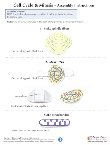 NewPath Cell Cycle & Mitosis 3-D Paper Model Making Kit - Individual Student Edition (24-7742)