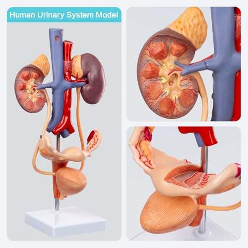 Human Female Reproduction & Urinary System Medical Anatomical Model, 3-Part