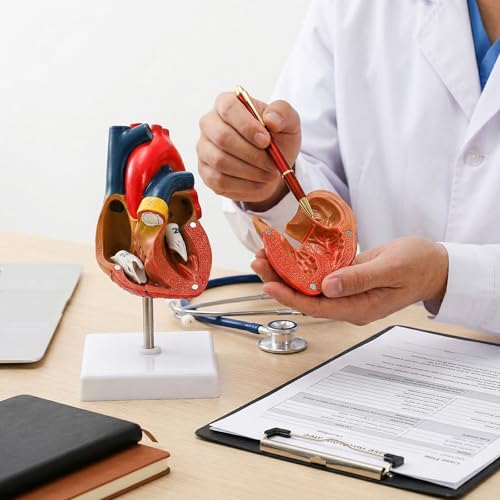 Life Size Human Heart Model, 2-Part Magnetic Anatomical Model, 30 Labels