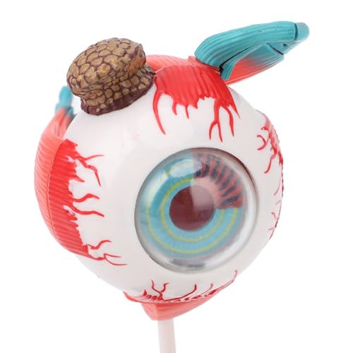 ZJchao Human Eye Anatomical Model with 16 Detachable Parts - Science Teaching Eyeball Model for Education & Display